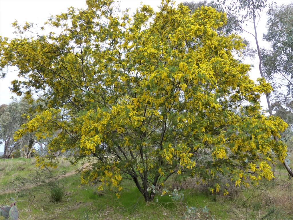 Acacia cardiophylla (hero image)