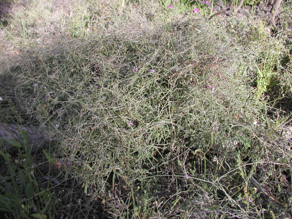 Glycine canescens (hero image)