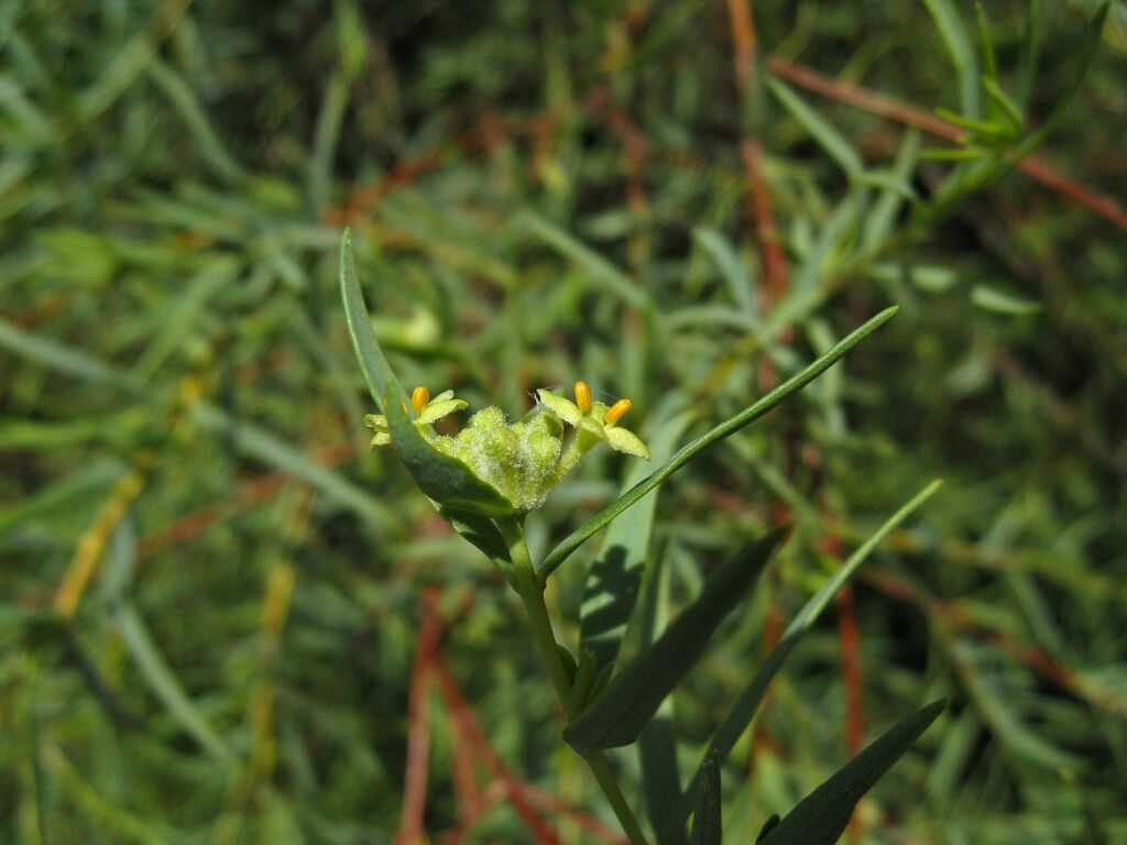 Pimelea microcephala subsp. microcephala (hero image)