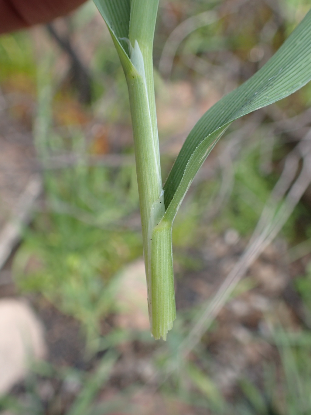 Dryopoa (hero image)