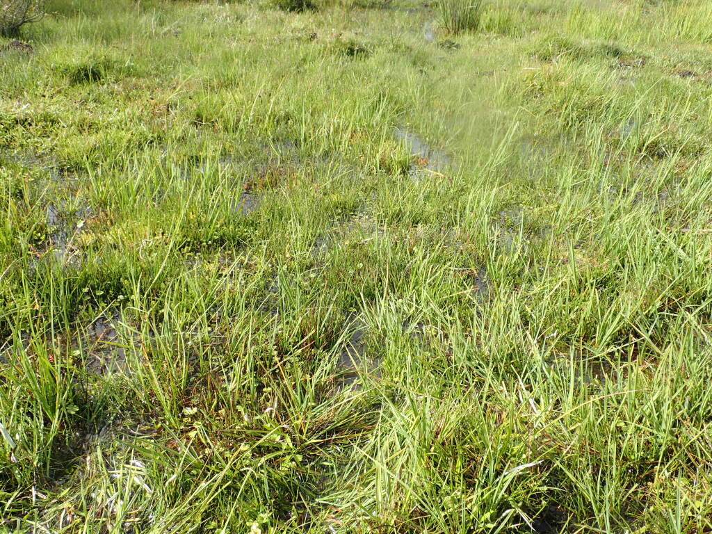 Hydrocotyle rivularis (hero image)