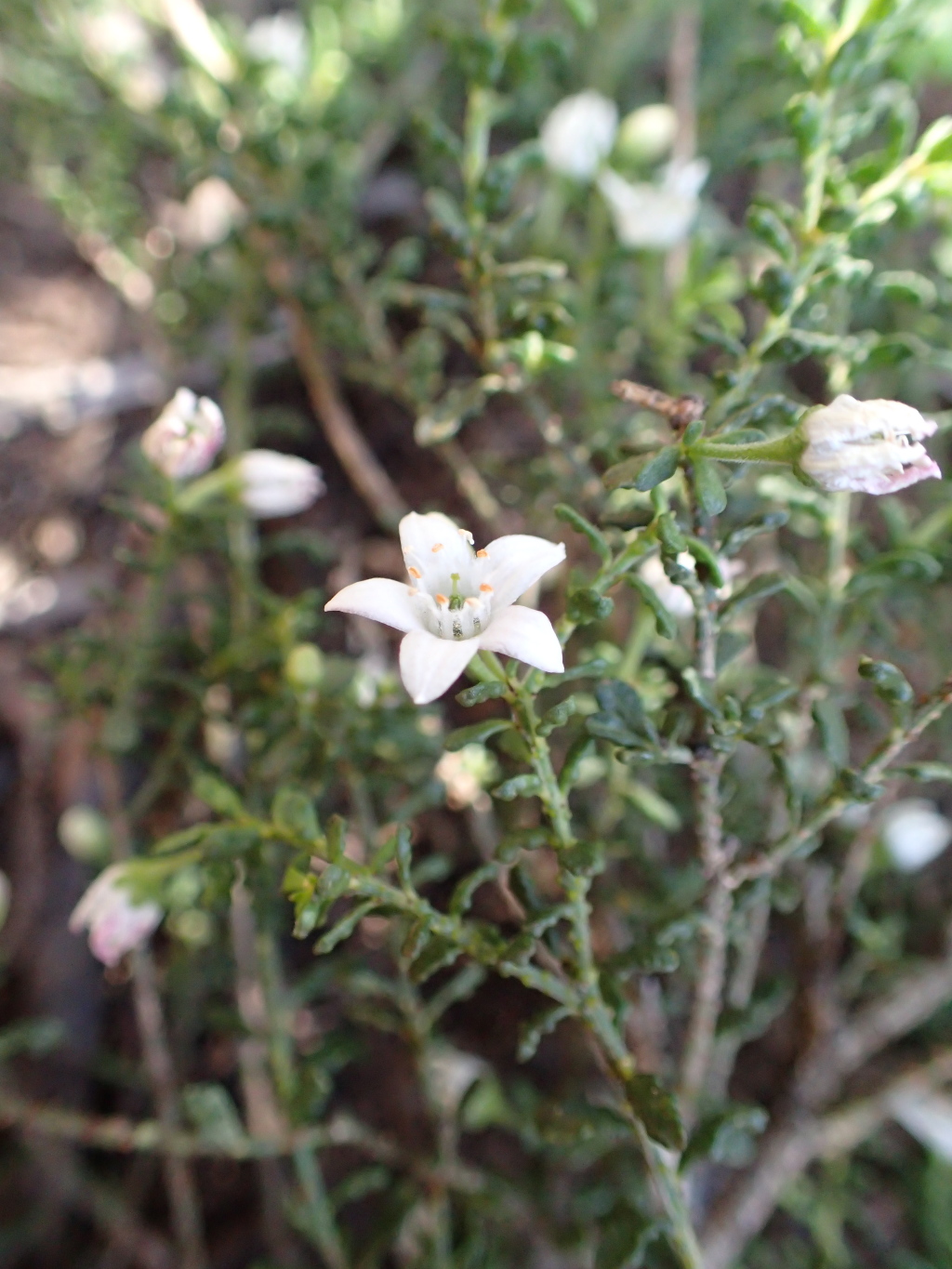 Philotheca angustifolia subsp. montana (hero image)