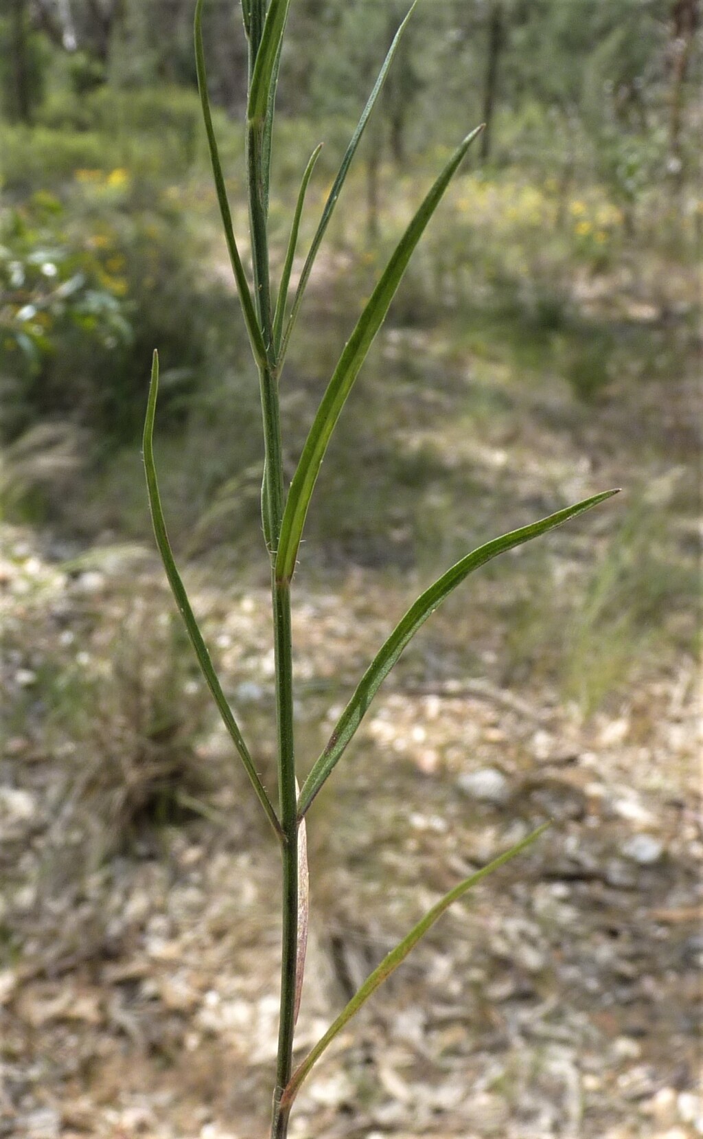 Wahlenbergia luteola (hero image)