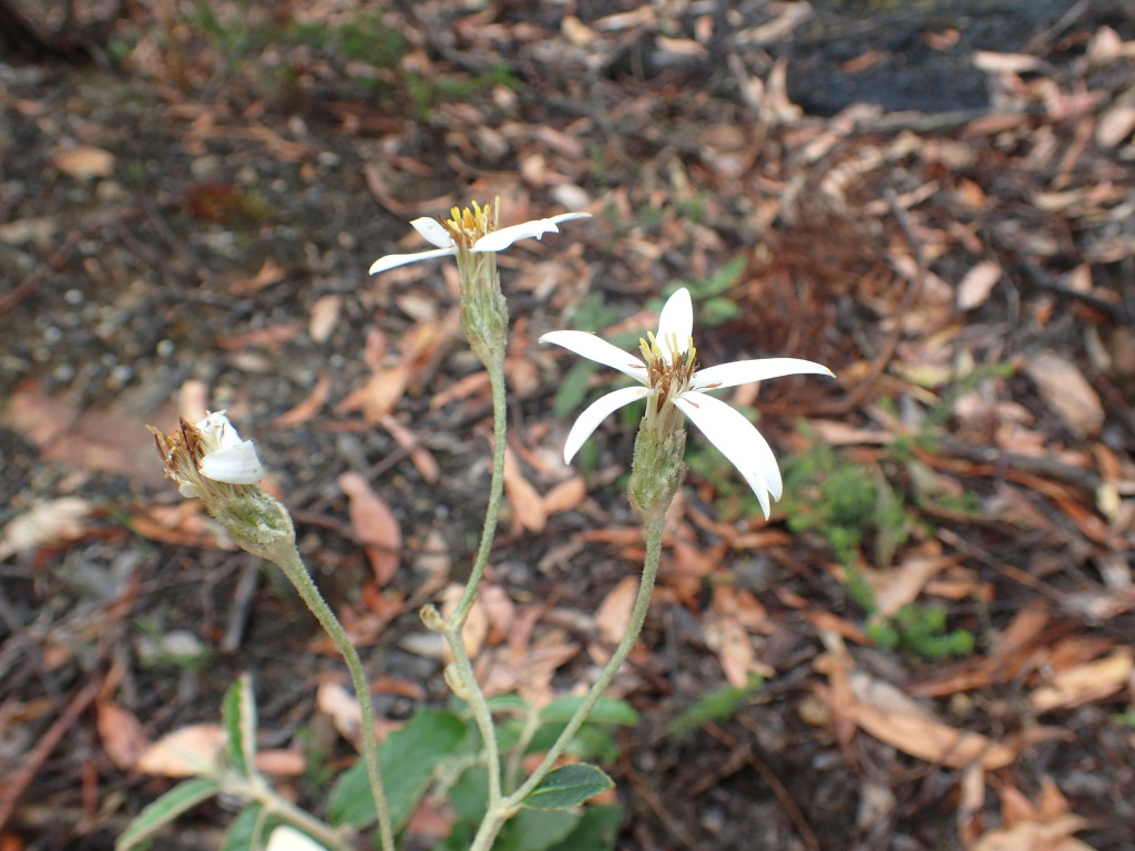 Olearia speciosa (hero image)