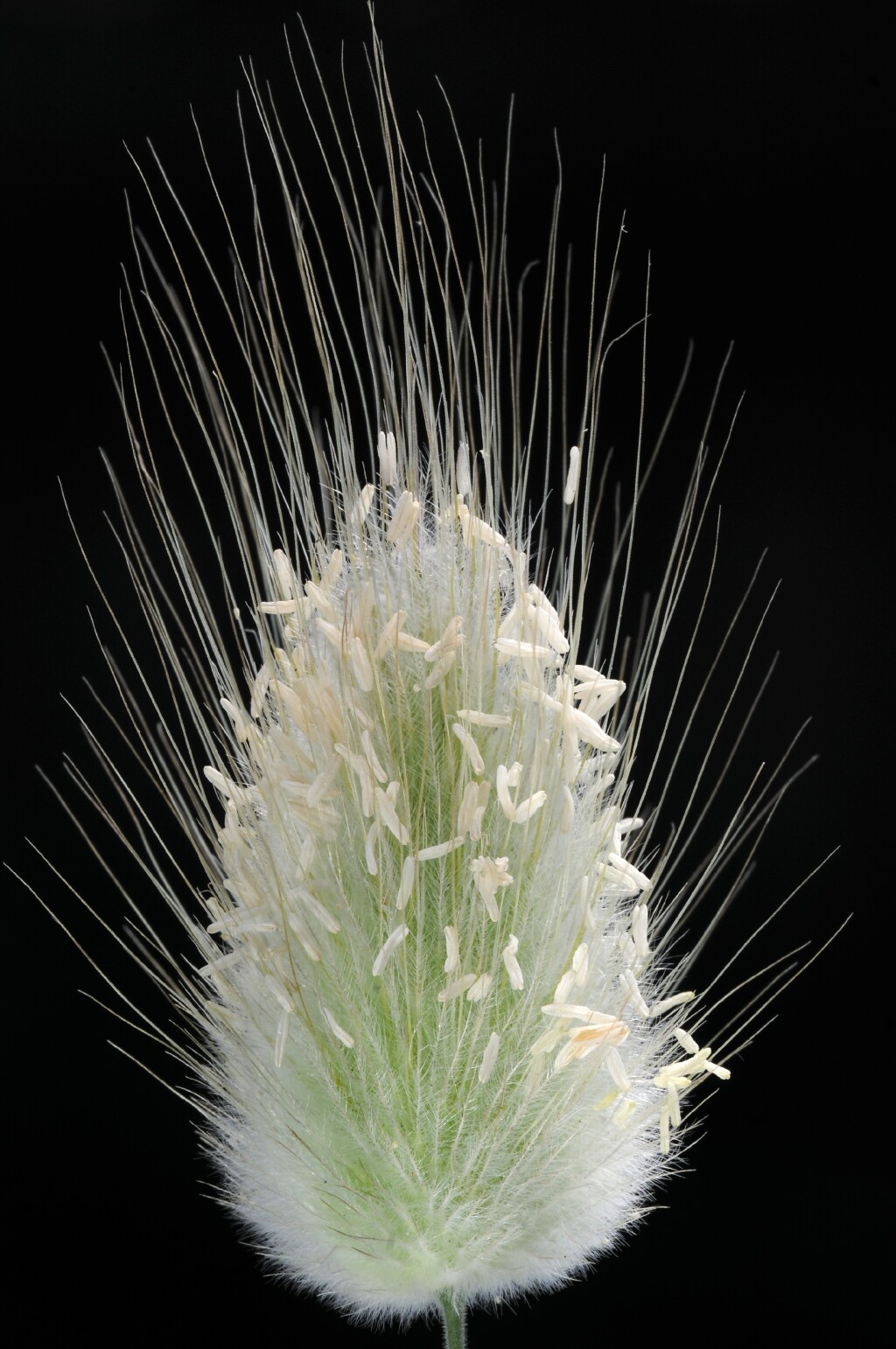 Lagurus ovatus (hero image)