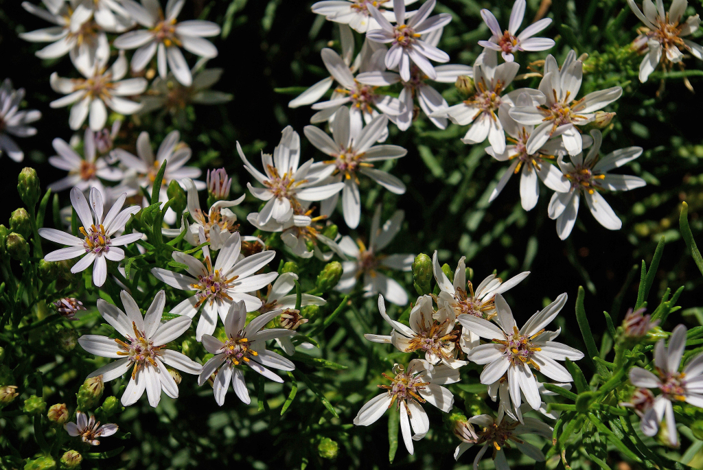 Olearia glutinosa (hero image)