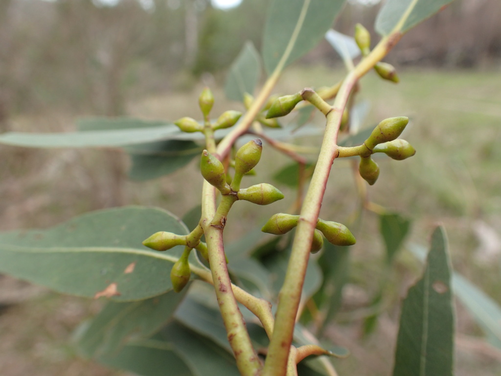 Eucalyptus rubida (hero image)