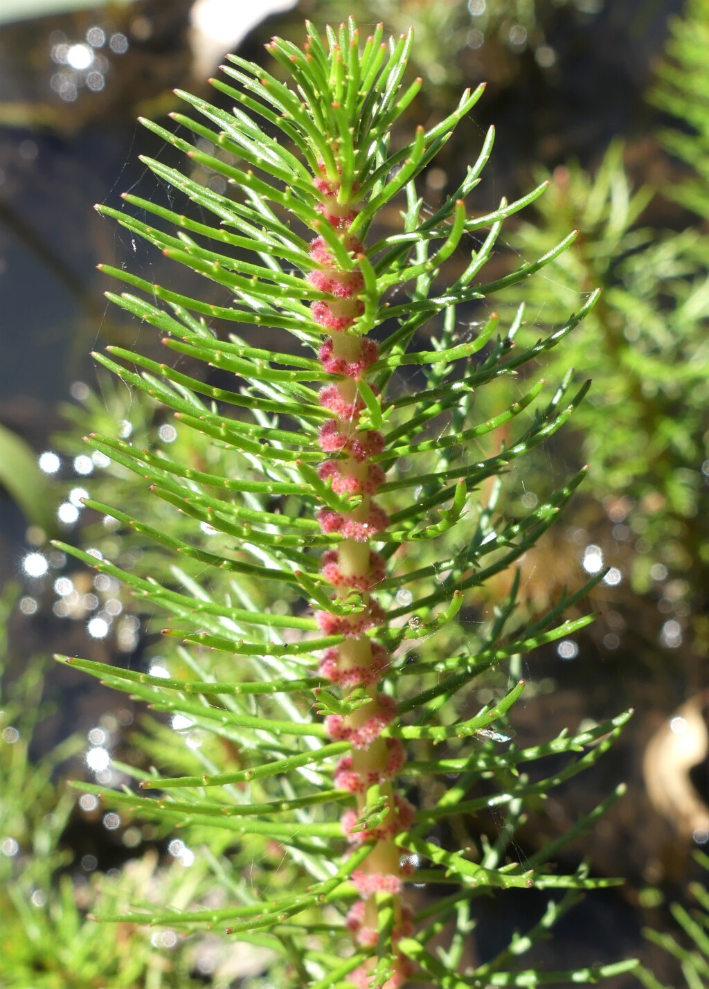 Myriophyllum papillosum (hero image)