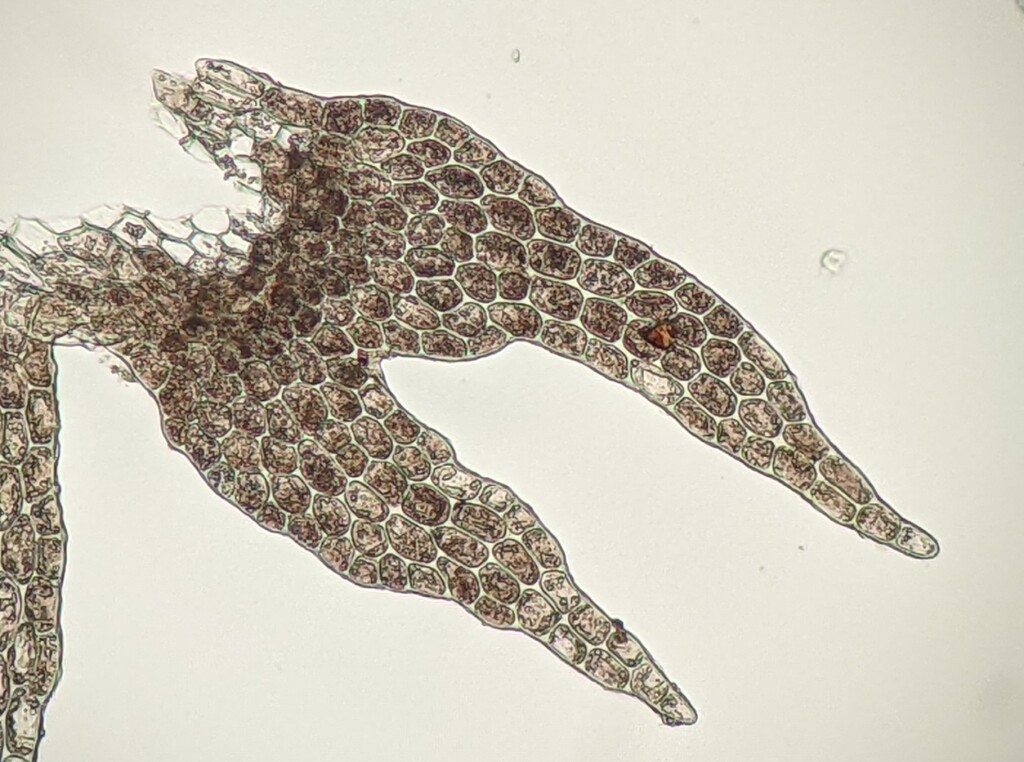 Geocalycaceae (hero image)