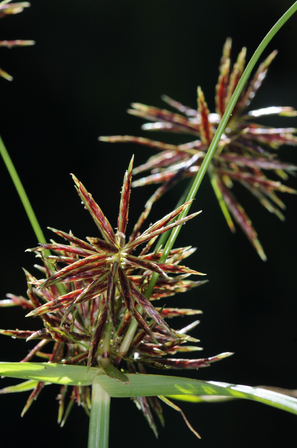 Cyperus congestus (hero image)