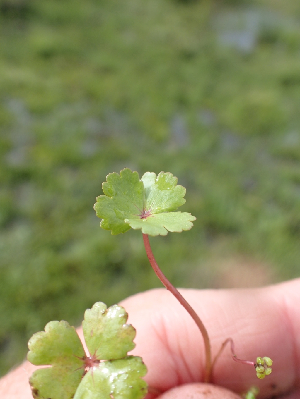 Hydrocotyle rivularis (hero image)
