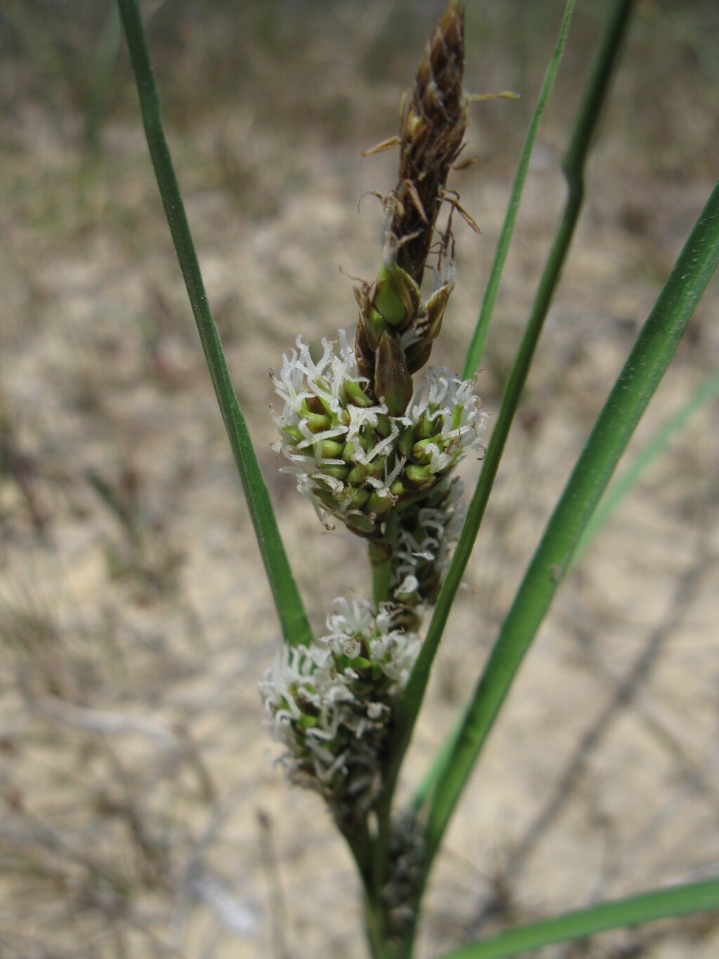 Carex pumila (hero image)