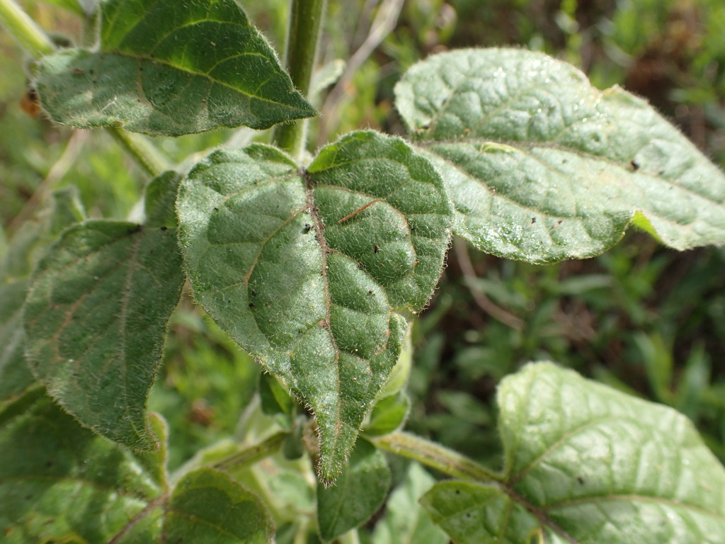 Physalis peruviana (hero image)