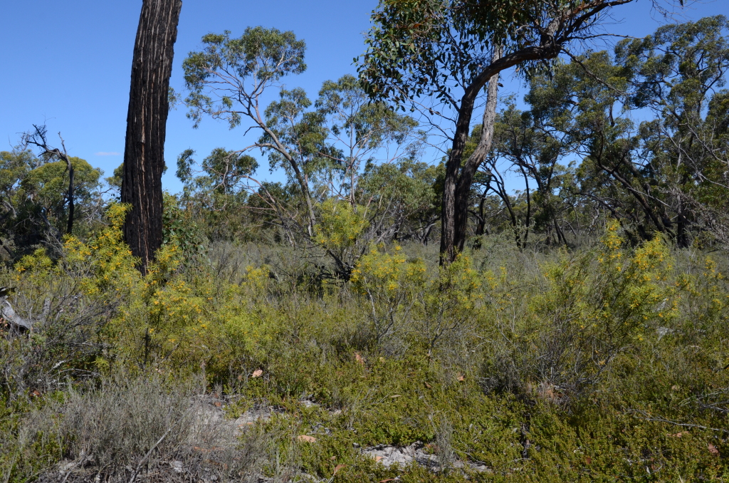 Persoonia juniperina (hero image)