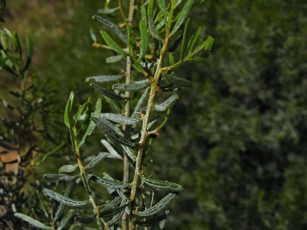 Acacia wilhelmiana (hero image)