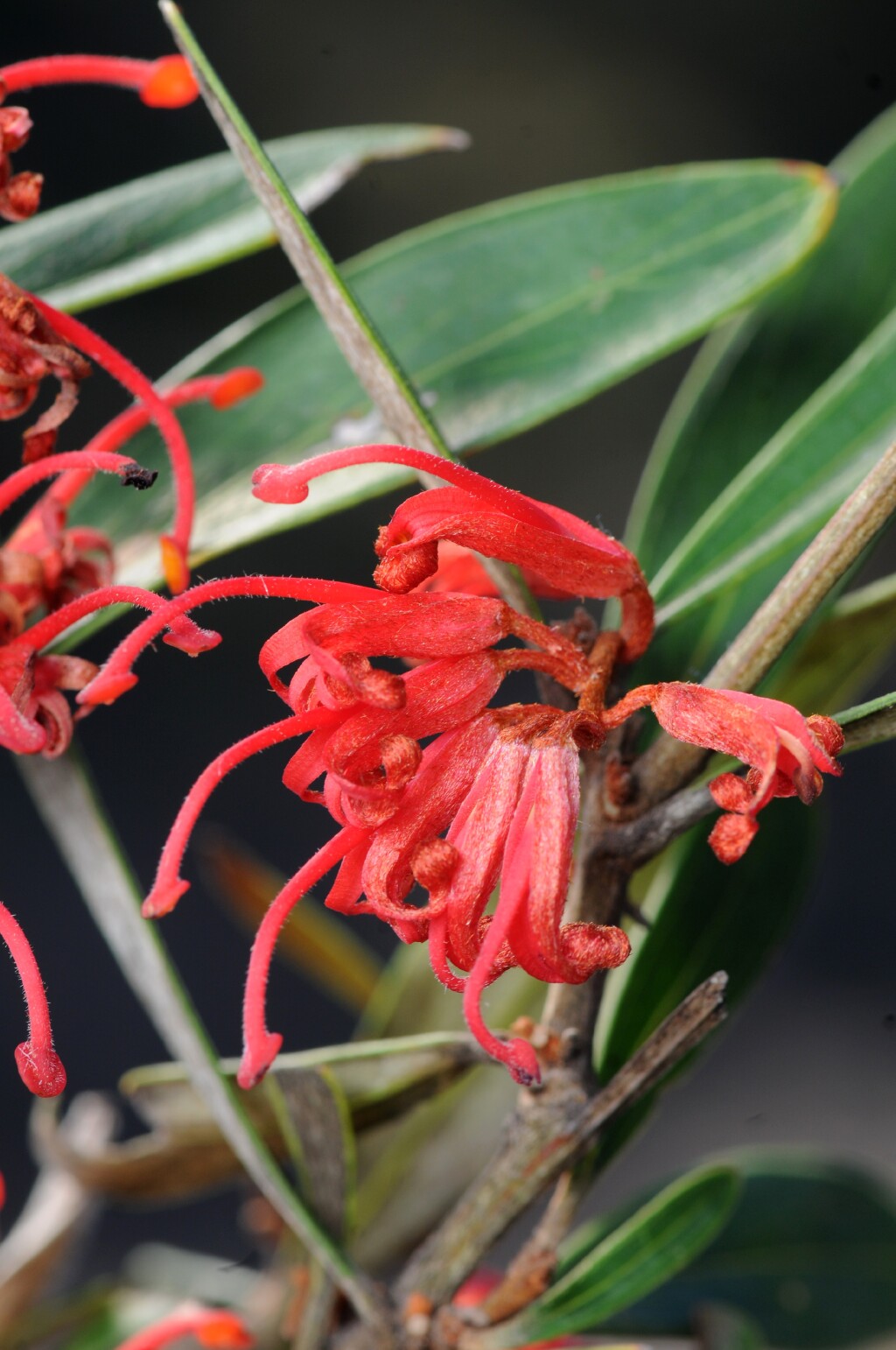 Grevillea dimorpha (hero image)