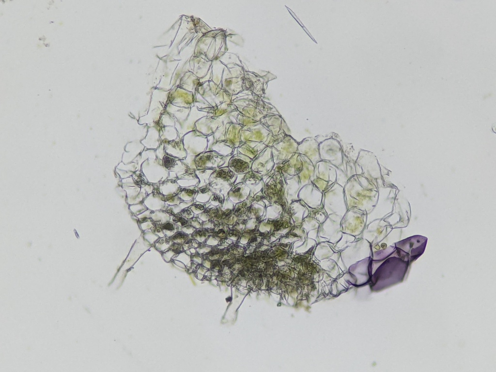Riccia (hero image)