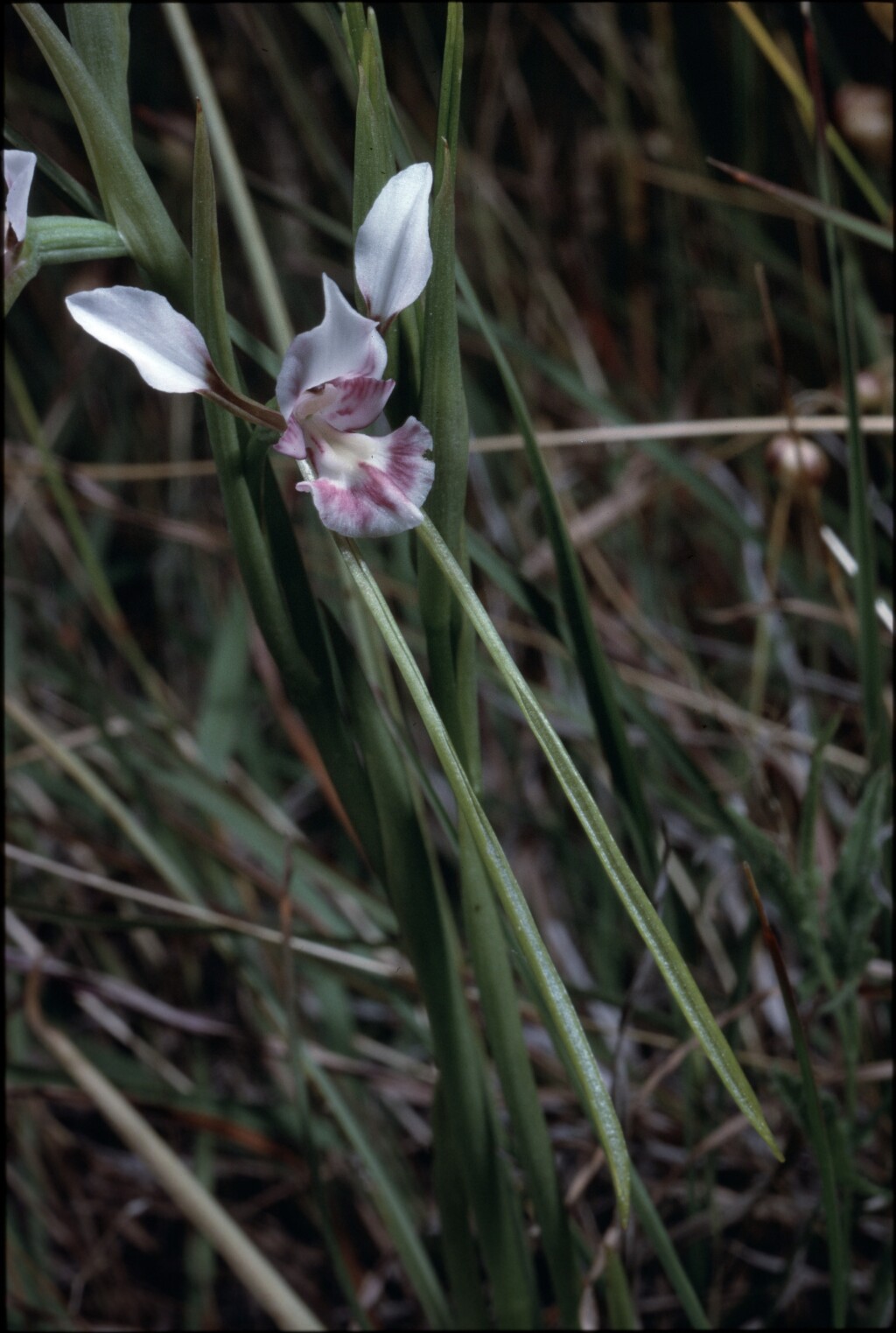 Diuris fragrantissima (hero image)