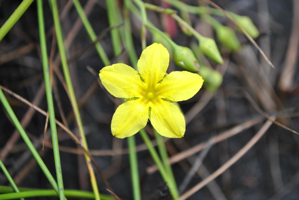 Menyanthaceae (hero image)