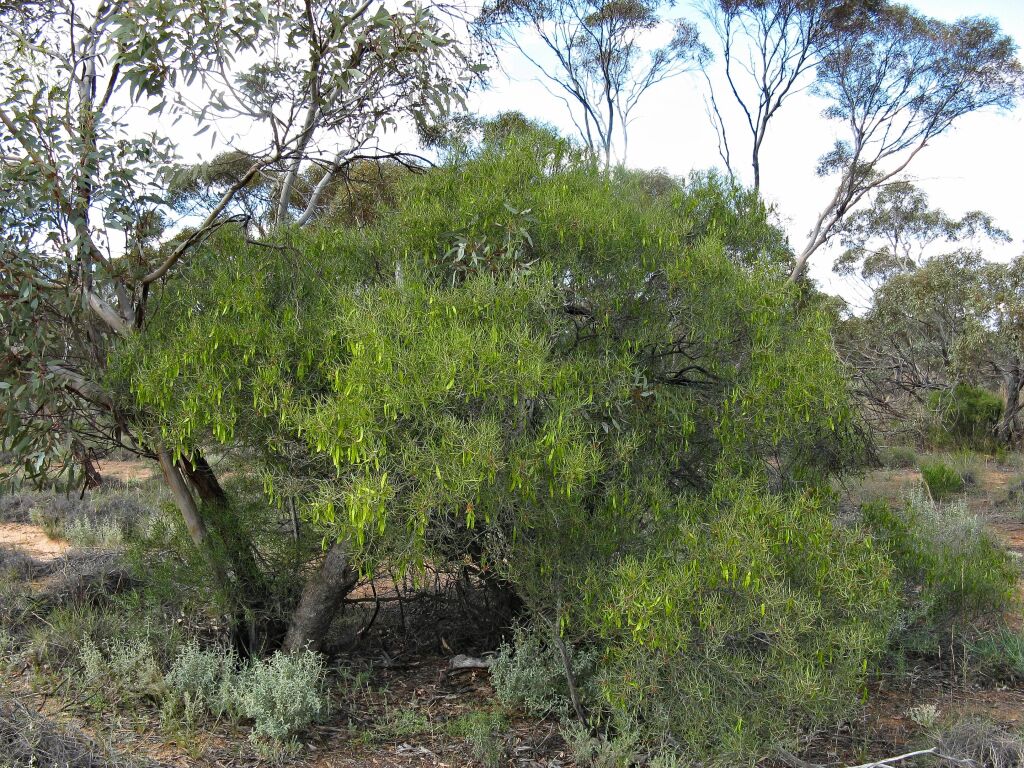 Senna artemisioides subsp. petiolaris (hero image)