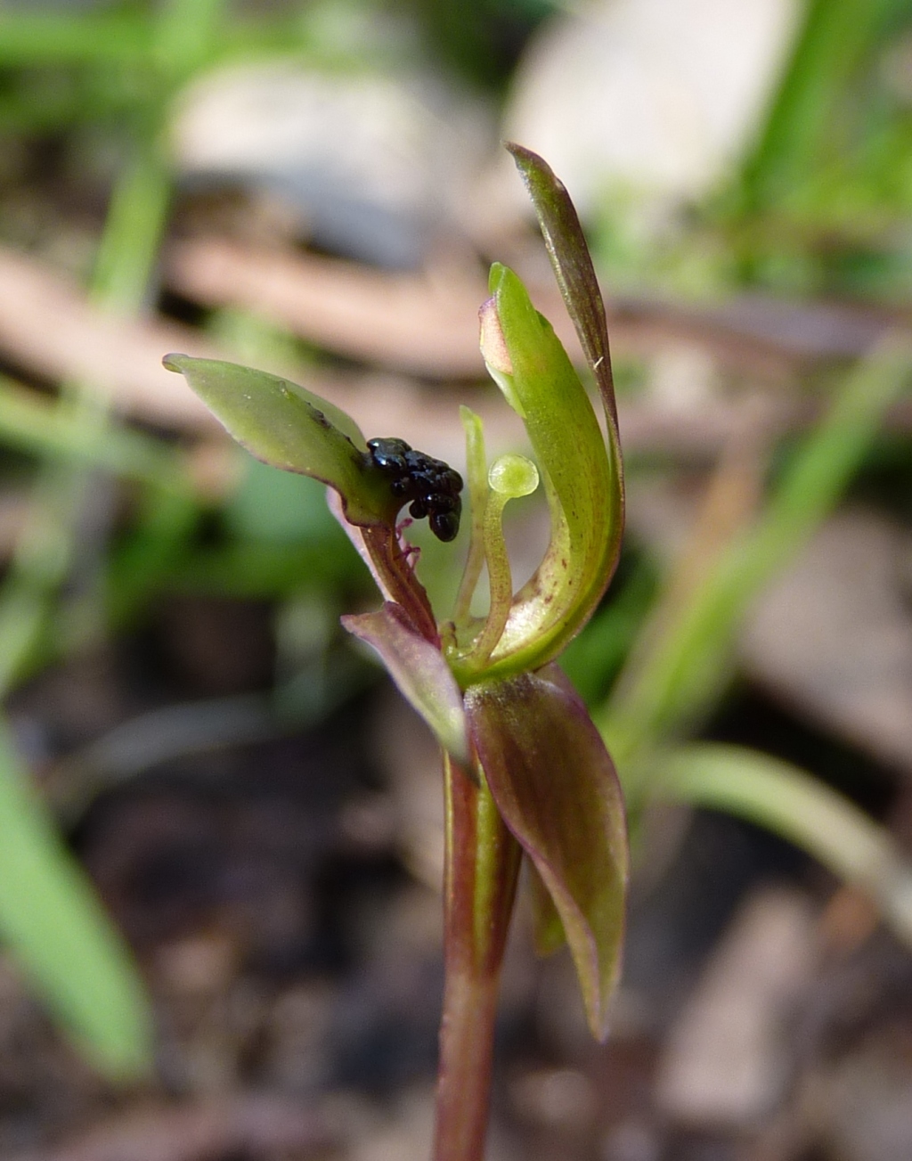 Chiloglottis (hero image)