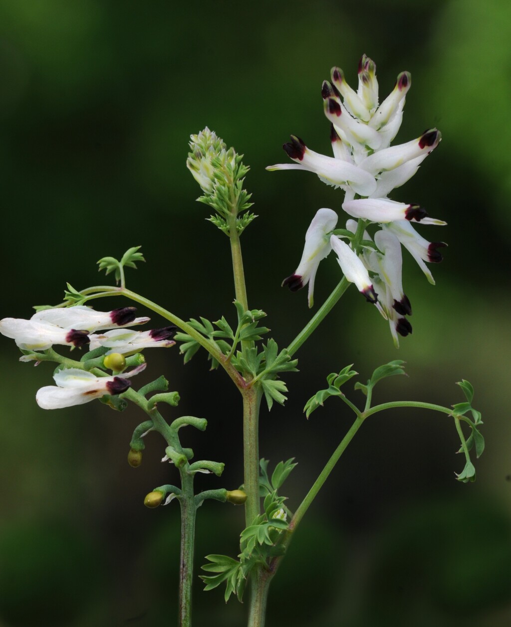 Fumaria capreolata (hero image)