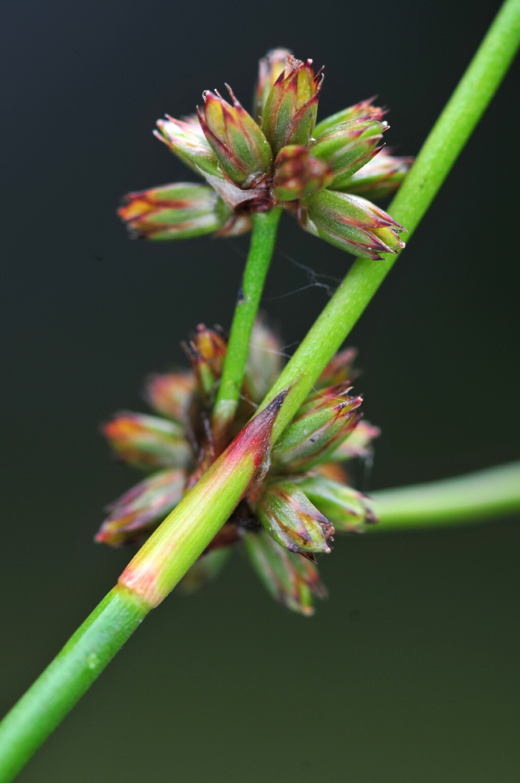 Juncus holoschoenus (hero image)