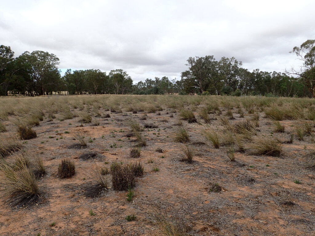 Aristida jerichoensis (hero image)