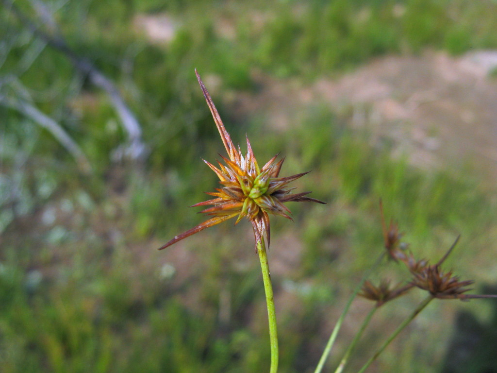 Juncus capitatus (hero image)