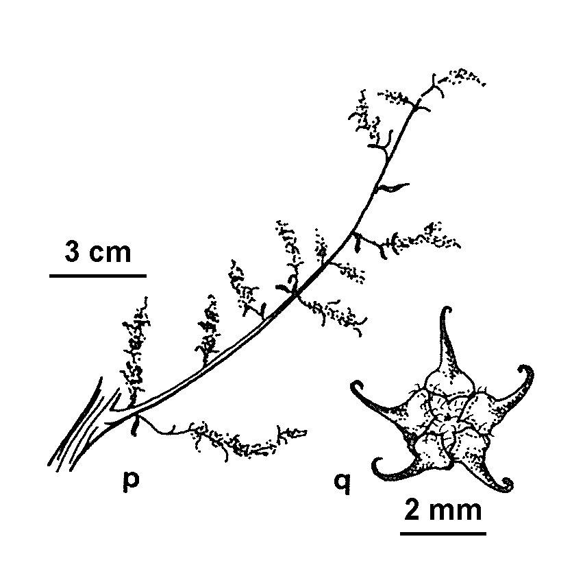 Bassia hyssopifolia (hero image)