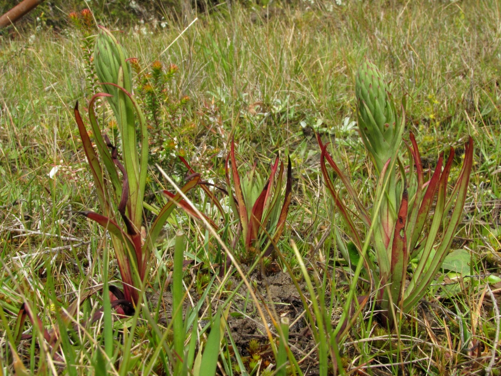 Disa bracteata (hero image)