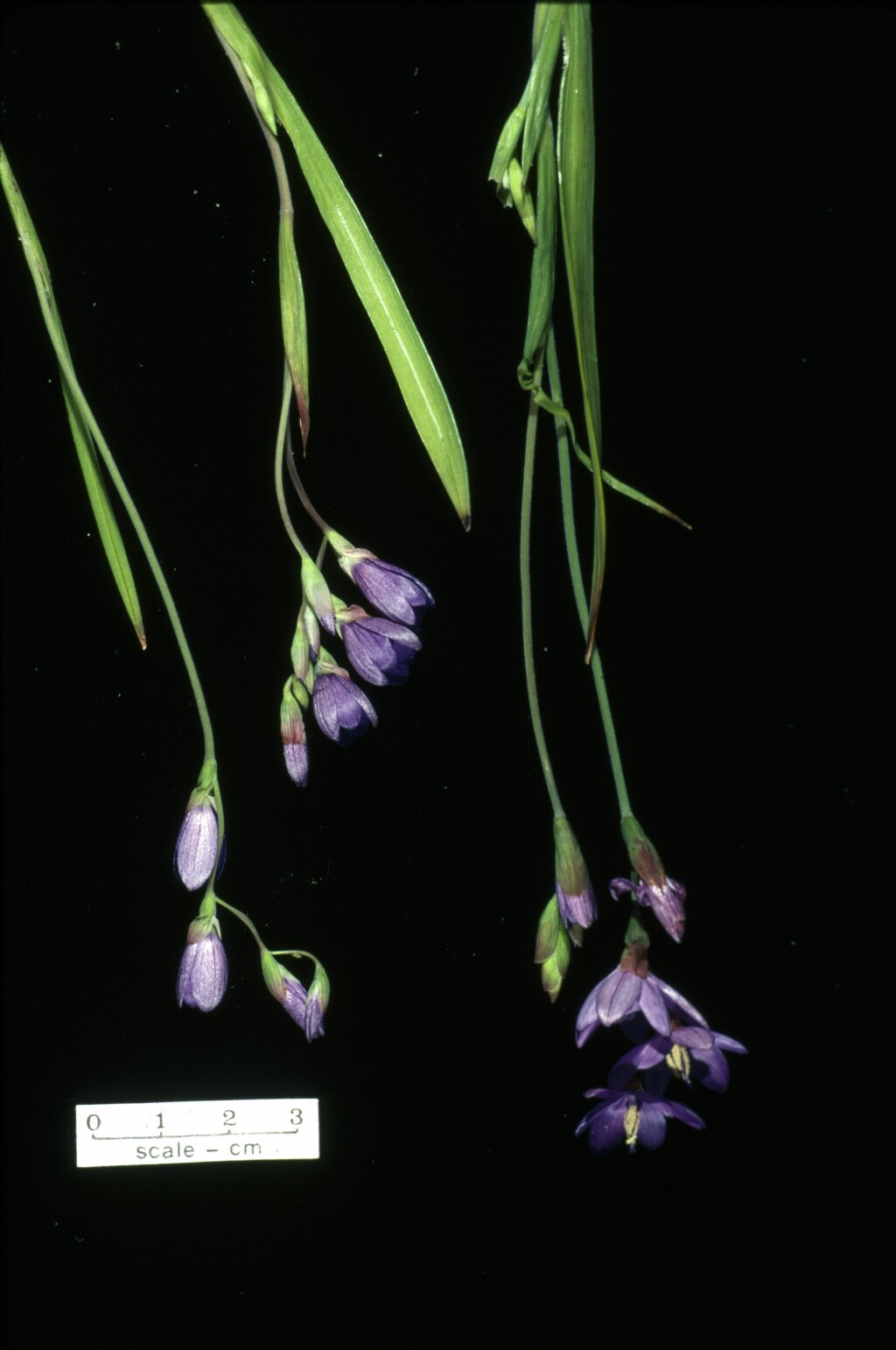 Geissorhiza aspera (hero image)