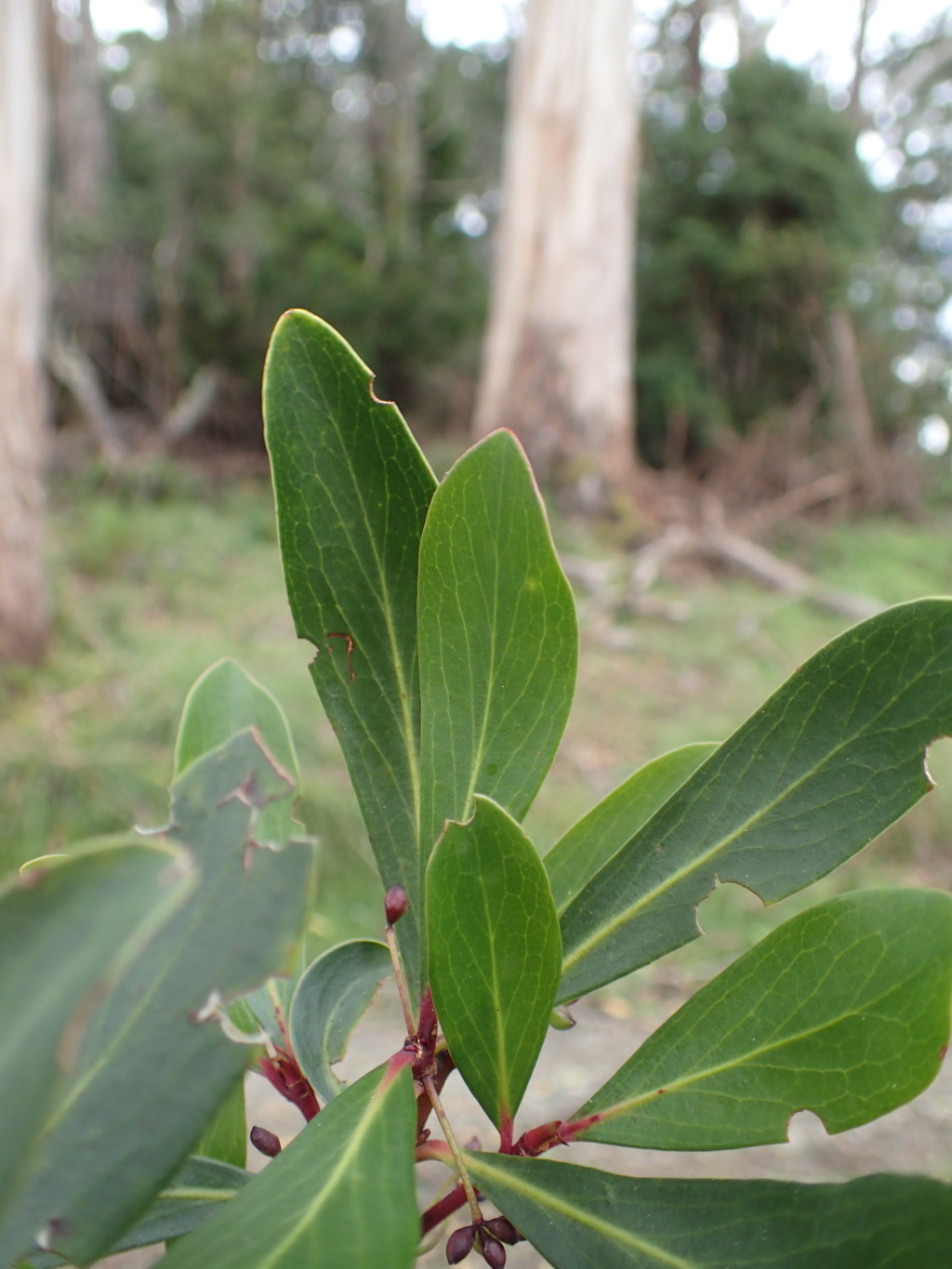 Tasmannia xerophila (hero image)