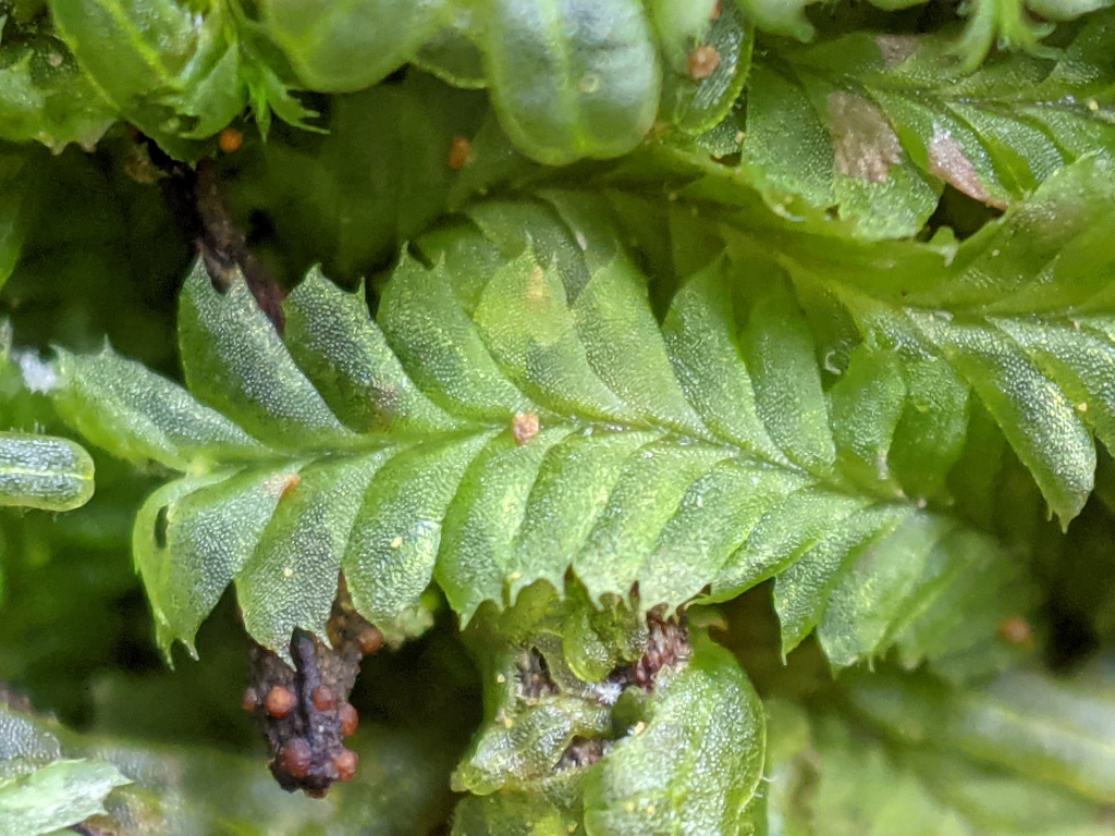 Cryptolophocolea (hero image)