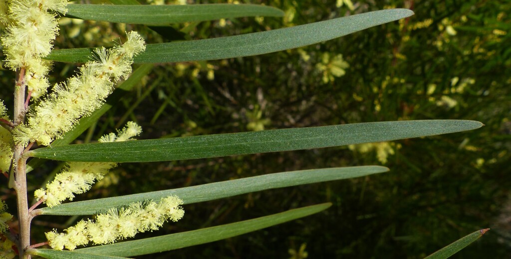 Acacia floribunda (hero image)