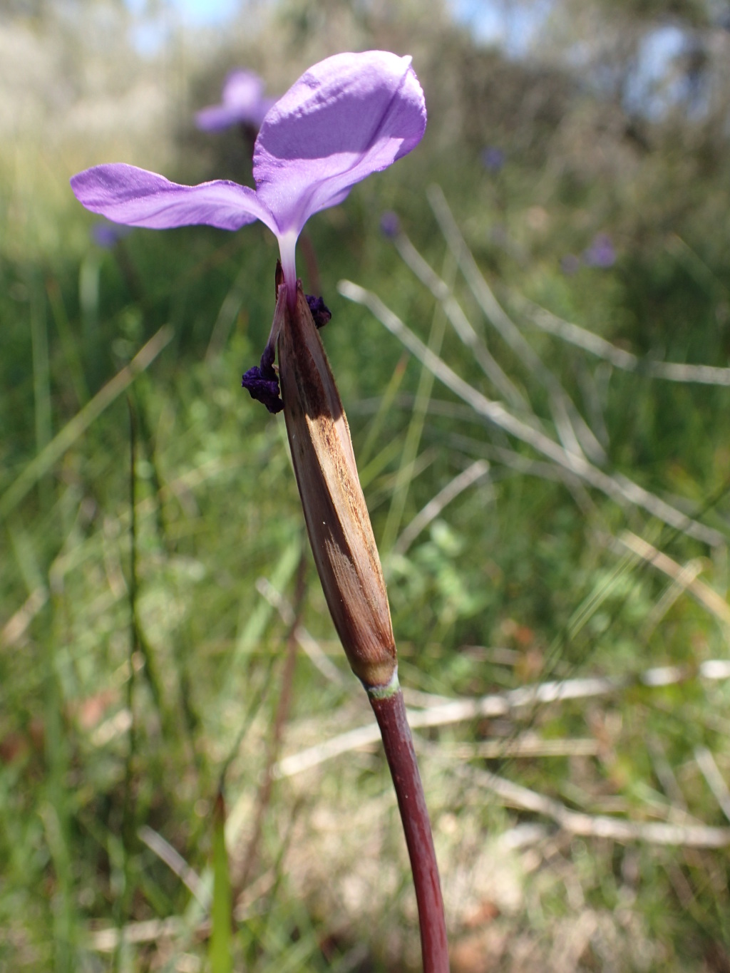 Patersonia occidentalis var. occidentalis (hero image)