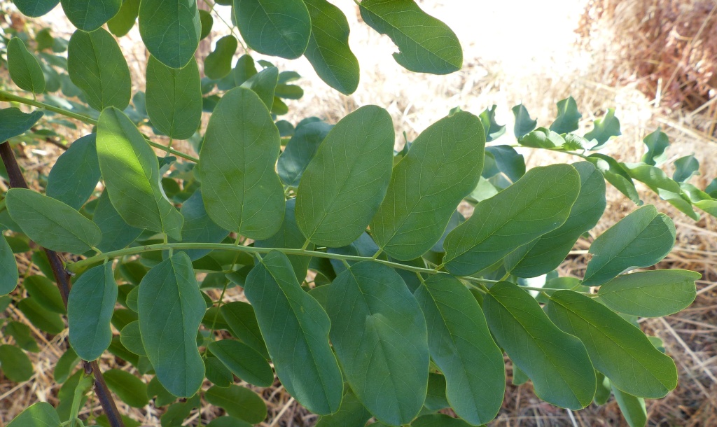 Robinia pseudoacacia (hero image)