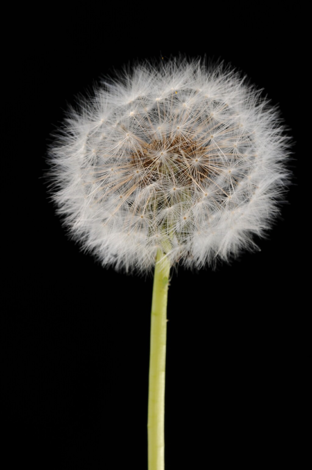 Taraxacum sp. group 1 (hero image)