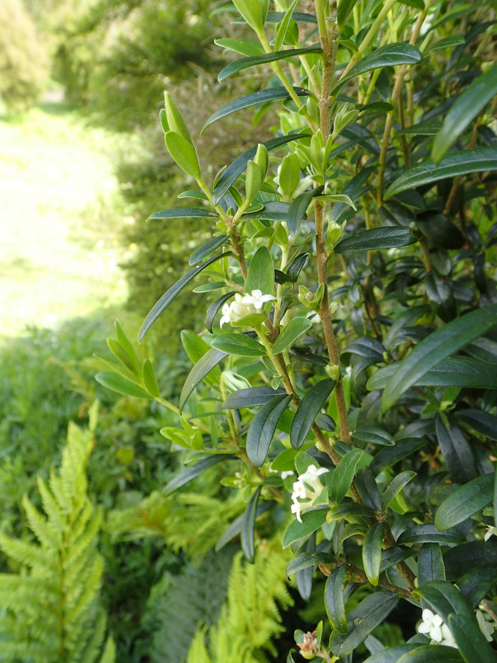 Pimelea drupacea (hero image)