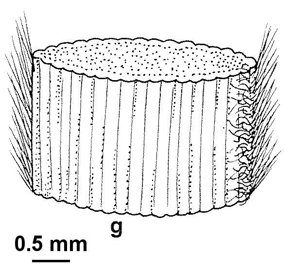 Patersonia sericea var. sericea (hero image)