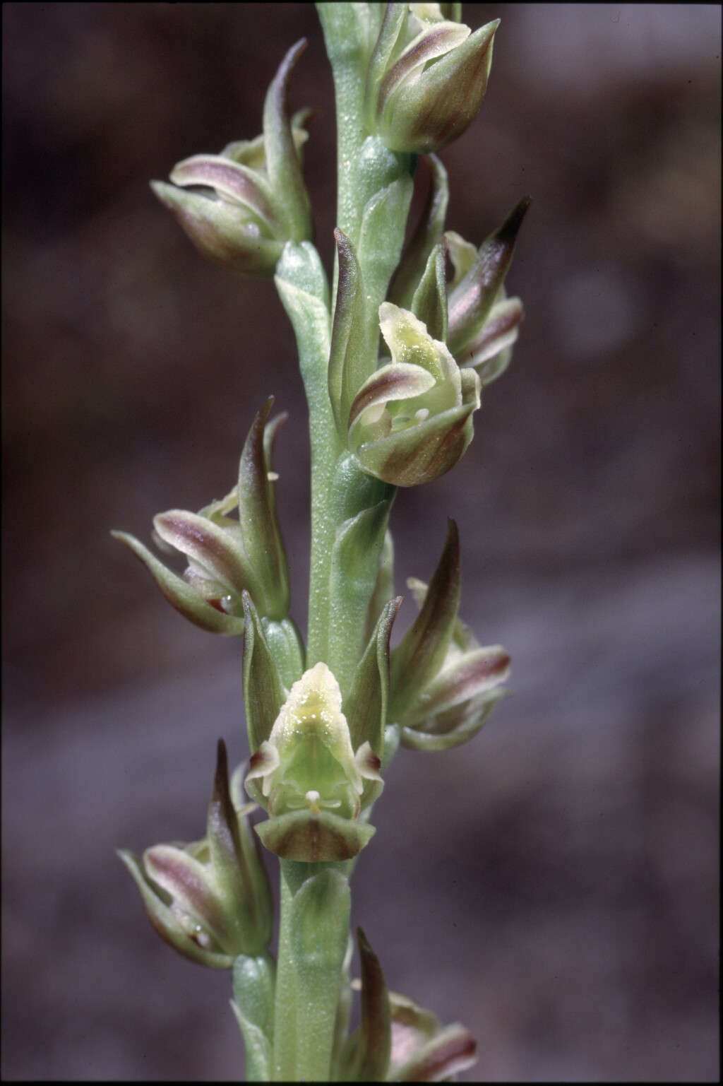 Prasophyllum frenchii (hero image)