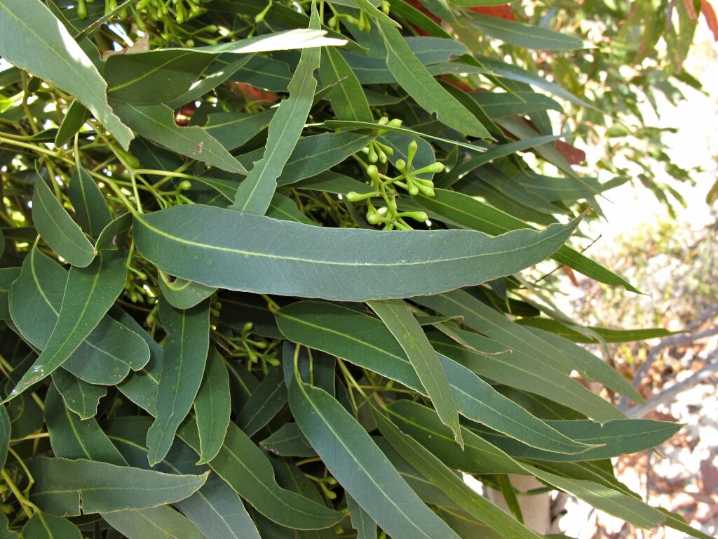 Eucalyptus fasciculosa (hero image)