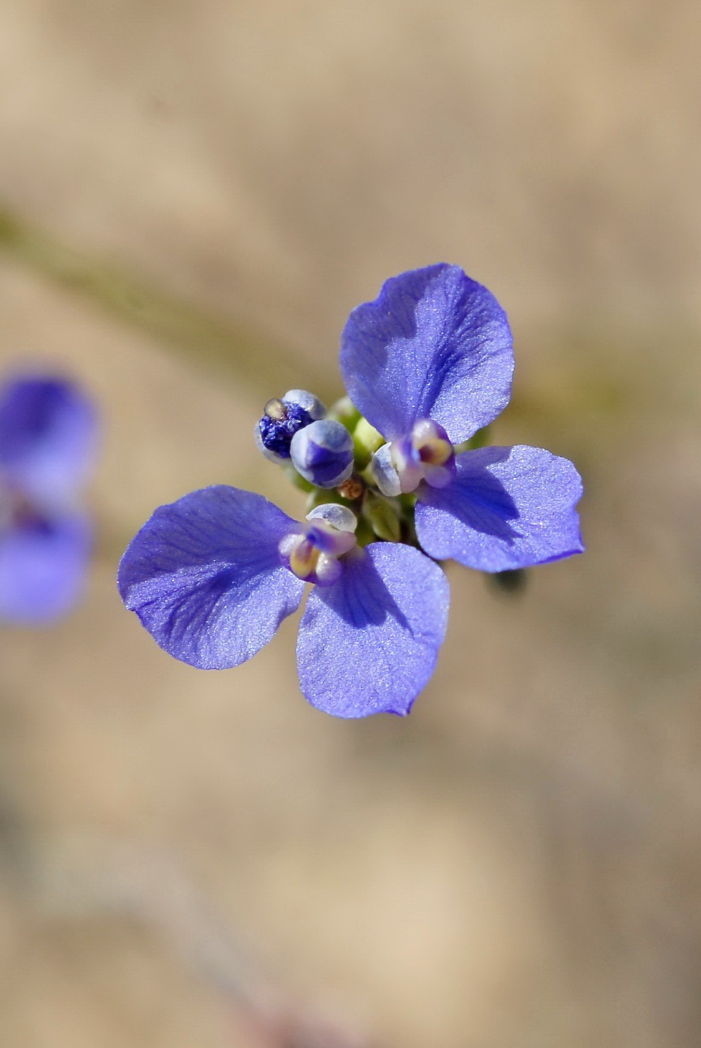 Comesperma calymega (hero image)