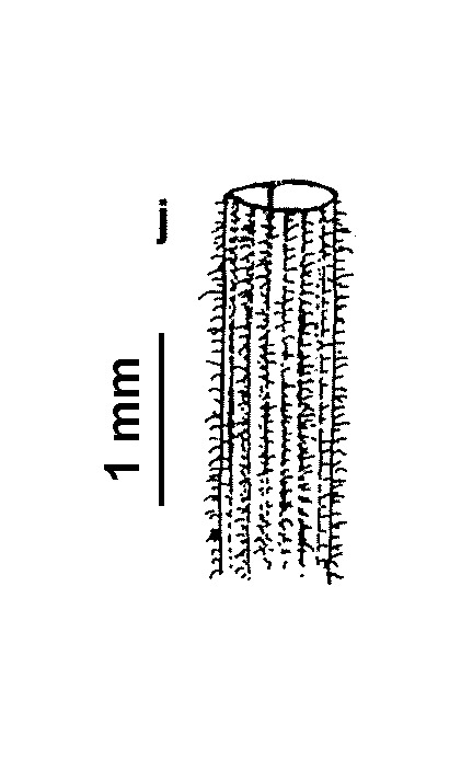 Poa rodwayi (hero image)