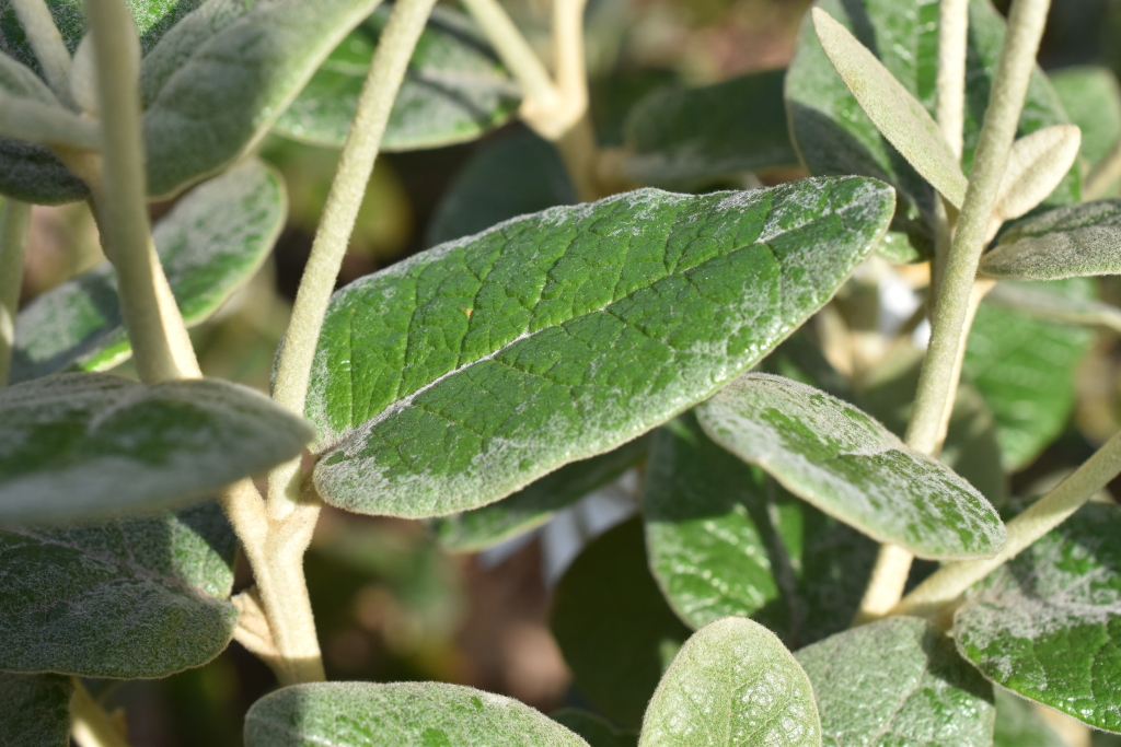 Olearia pannosa (hero image)