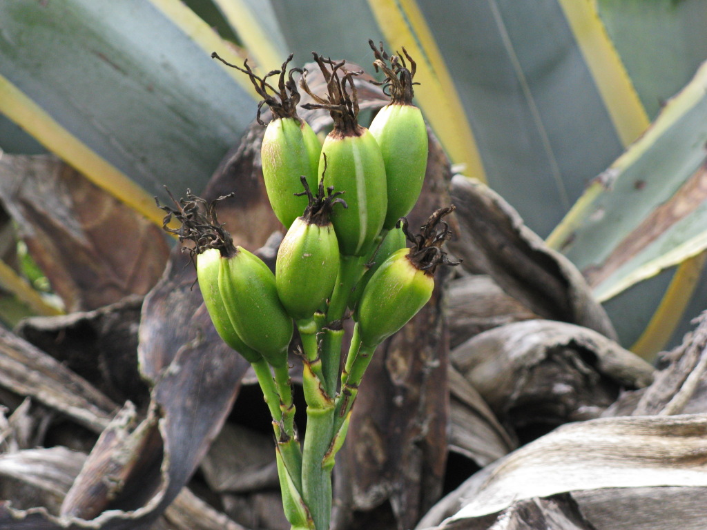 Agave americana (hero image)