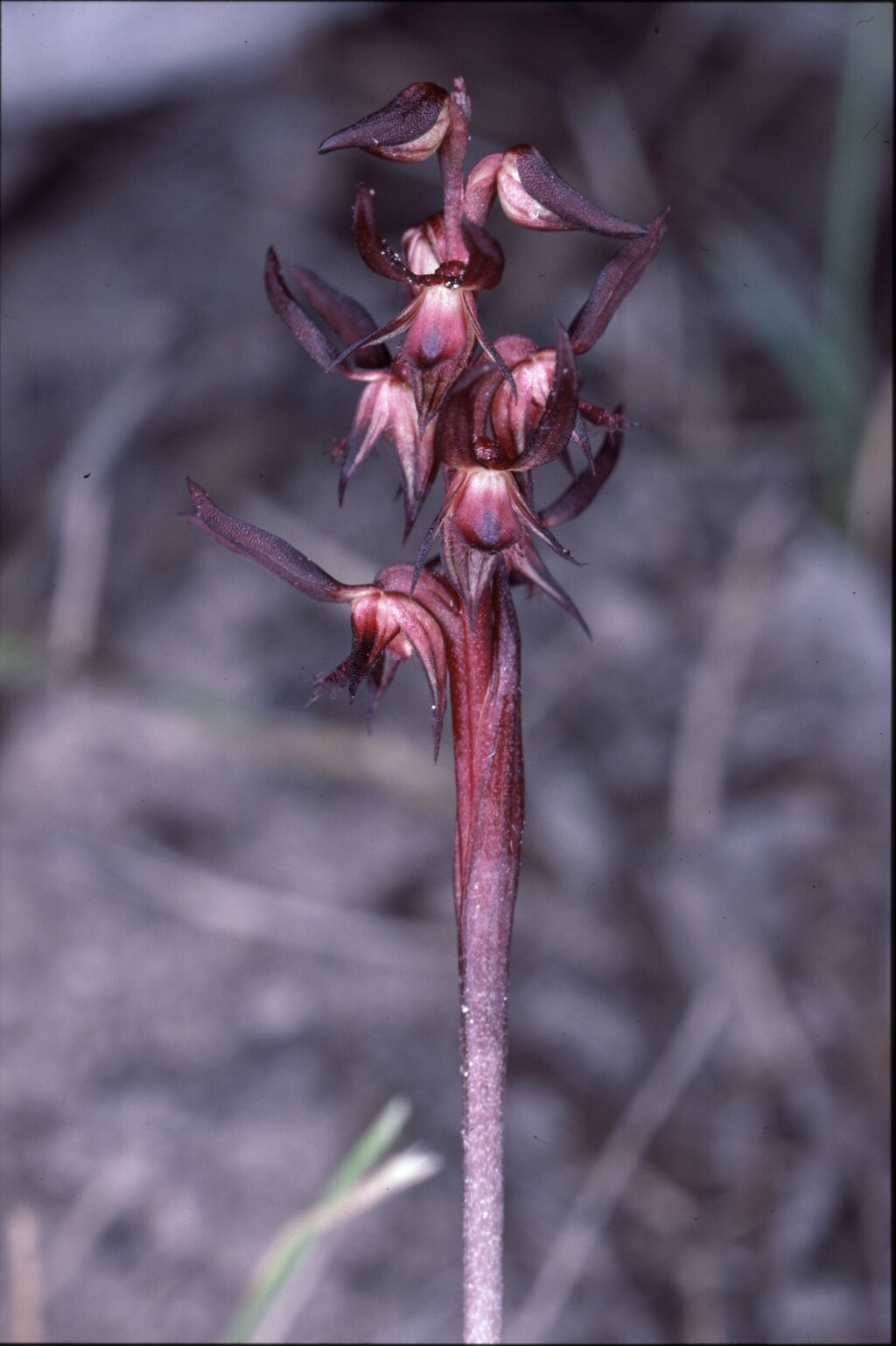 Corunastylis arrecta (hero image)