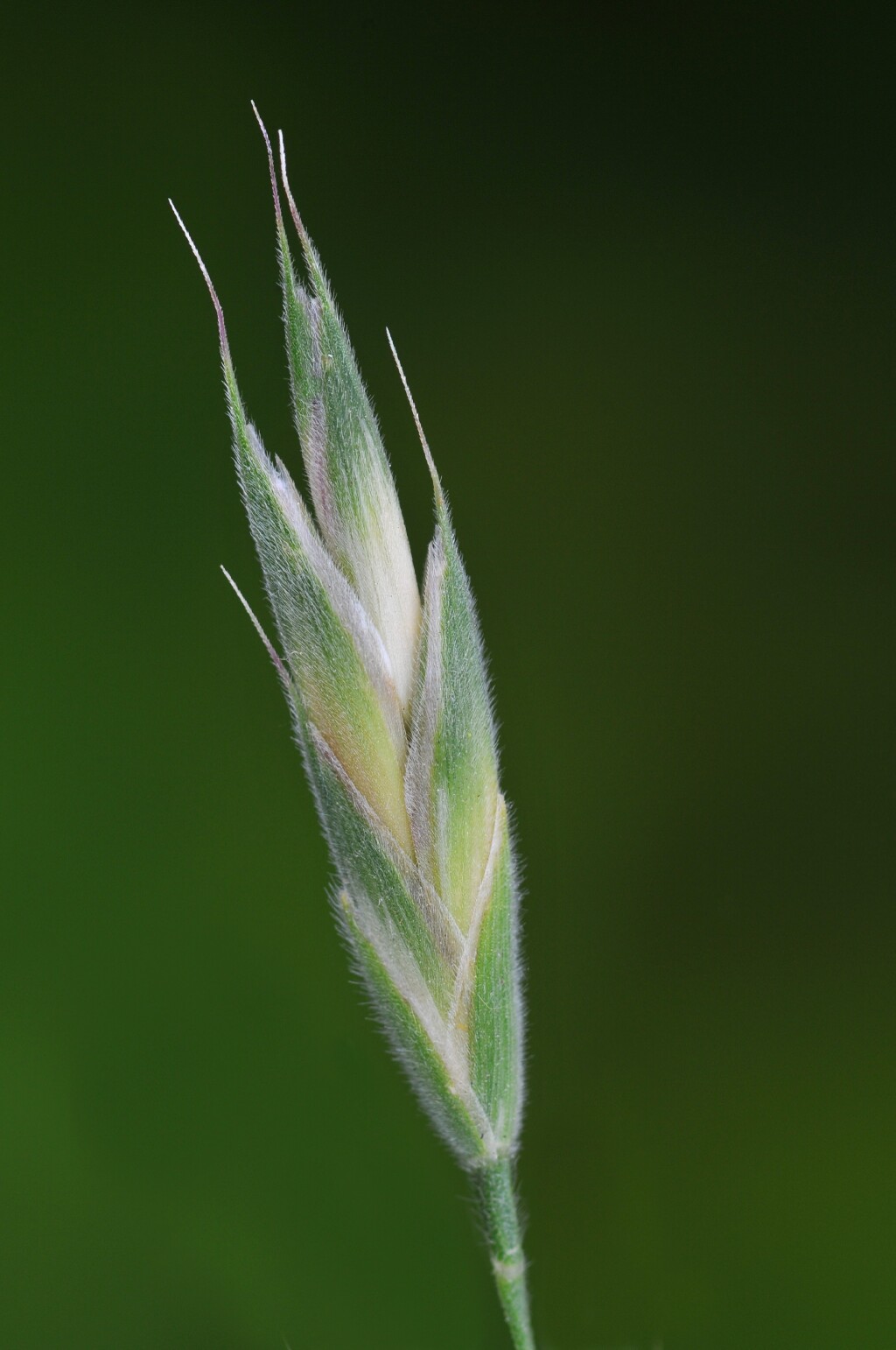 Bromus lithobius (hero image)