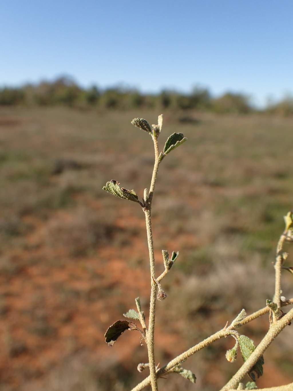 Sida intricata (hero image)