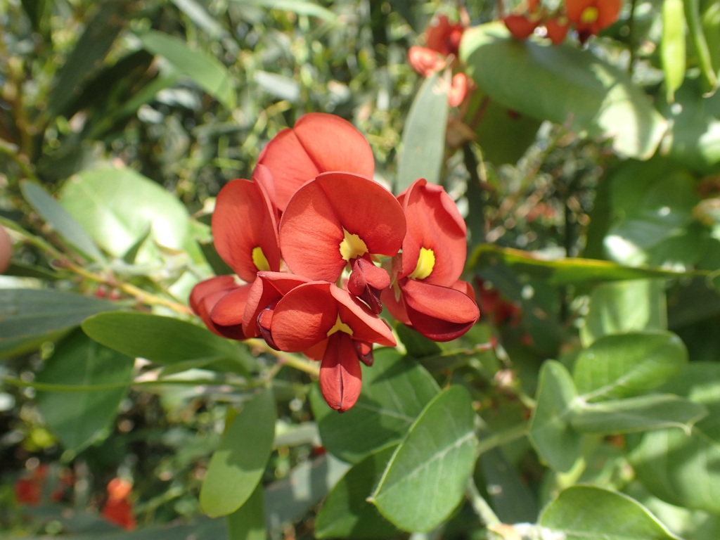 Kennedia lateritia (hero image)